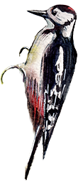 Ikona