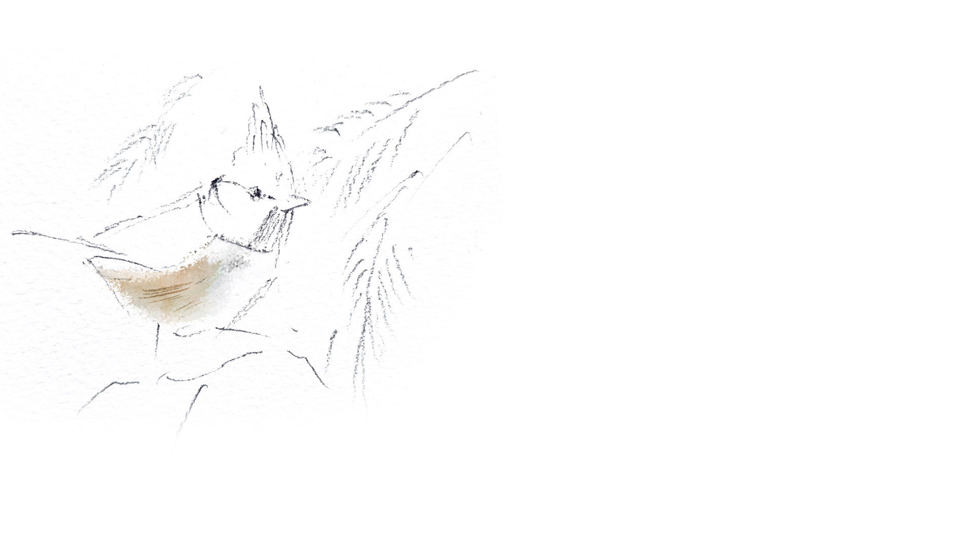 Sikora czubatka, polskie gatunki ptaków, licznie występujący w kraju. Szkic ilustracji, zarys.
