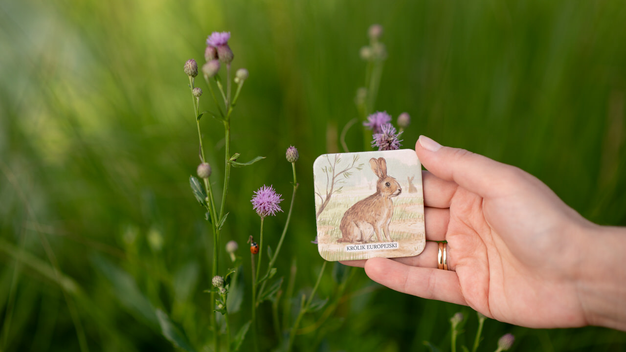 Karty edukacyjne z polskimi gatunkami ssaków. Polska flora i fauna. Na ilustracji królik europejski.