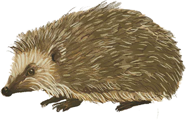 Ikona