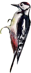 Ikona